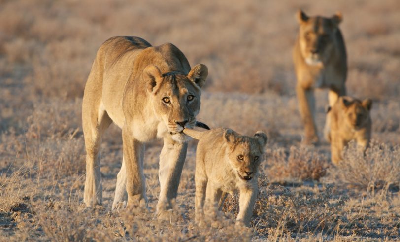 Lioness and cubs