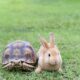 The Kansas City Earnings Tax Tortoise Versus the St. Louis Earnings Tax Hare