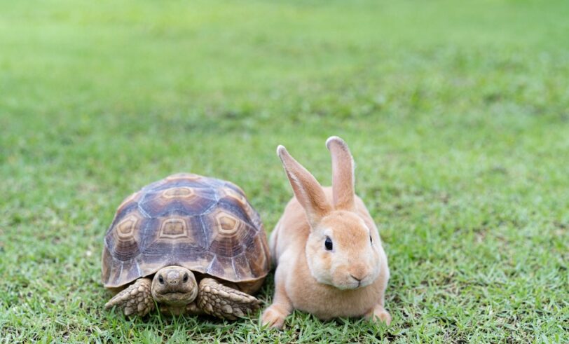 Tortoise and hare